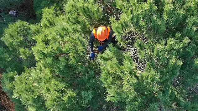 Orman Genel Müdürlüğüne 9 geçici işçi alınacak