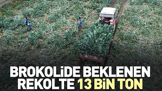 Beklenen rekolte 13 bin ton