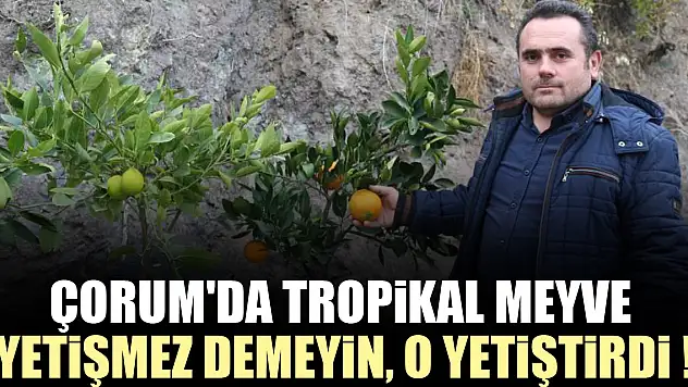 Çorum'da Tropikal Meyve Yetişmez demeyin, O Yetiştirdi !
