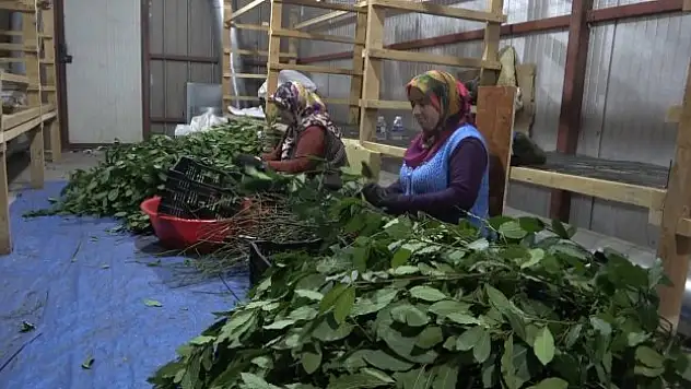 20 çeşit tıbbi bitki ihraç ediliyor