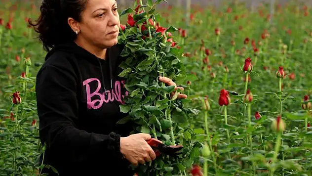 Gül hasadı güldürdü