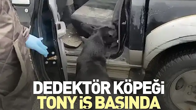 Dedektör köpeği Tony iş başında