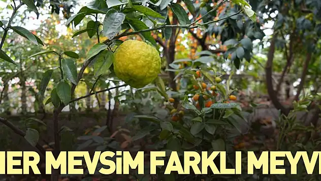 Her mevsim farklı meyve