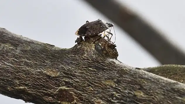 Üreticiler için önlem talep etti