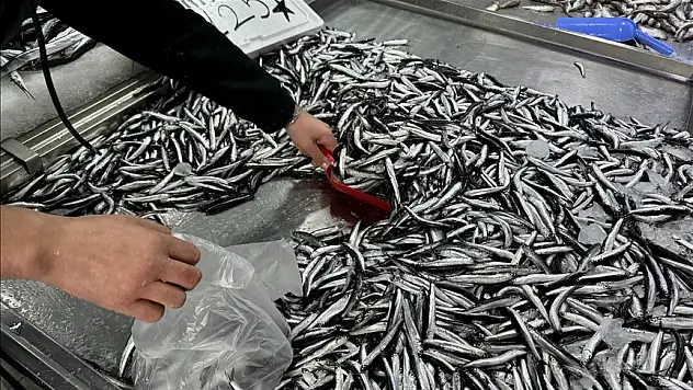 Sürdürülebilir balıkçılık için 'küçük boydaki balıkları avlamayın' uyarısı