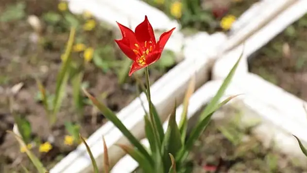 'Yitik lale'nin tohumları Amasya topraklarında