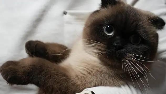 Hollanda hükümeti Scottish ırkı kedi için düzenleme yaptı