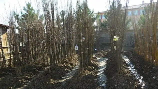 Fındık 7 TL olunca, Meyve fidan satışı yavaşladı