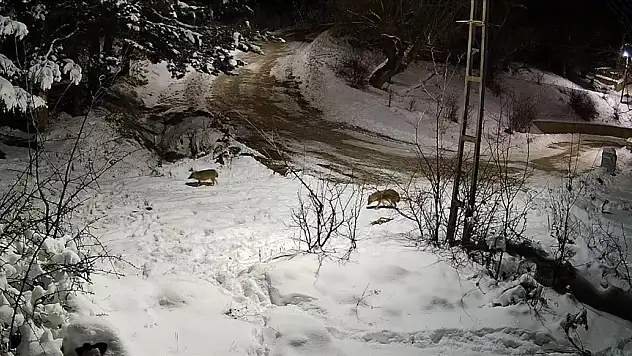 Aç kalan kurtlar köye indi