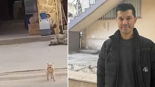 Tezgahtan simit kapan kedi cep telefonu kamerasına yansıdı