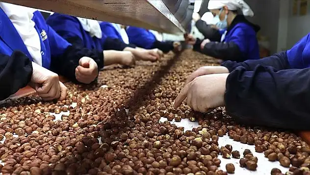 Fındık ihracatından 2,3 milyar doları aşkın gelir sağlandı