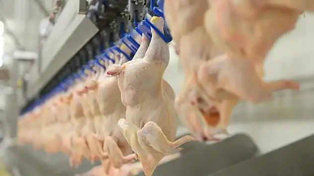 Tavuk eti üretimi arttı