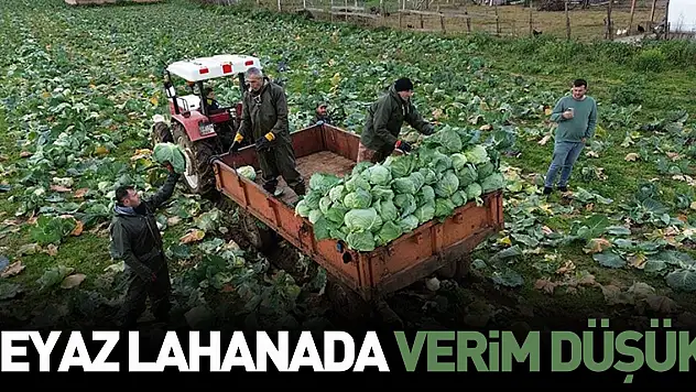 Bafra Ovası'nda beyaz lahanada 135 bin ton rekolte bekleniyor