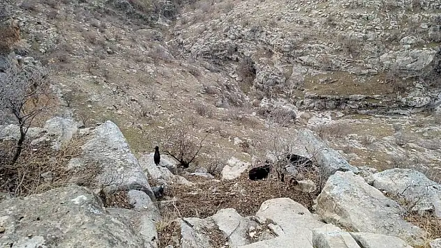 Keçiler, TikTok yüzünden mahsur kaldı