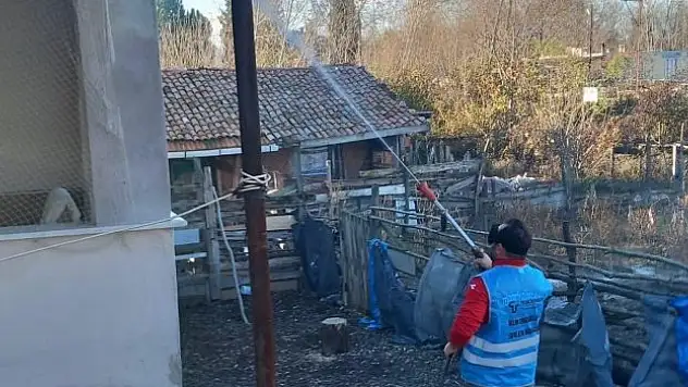 Tekkeköy, kokarca ile mücadele ediyor