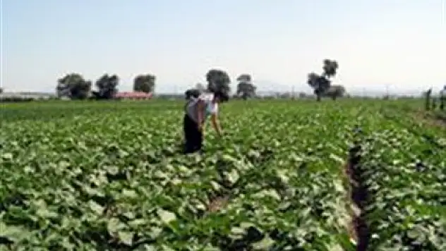 Organik tarım desteği müracaatları başladı