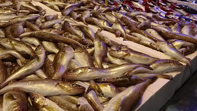 Tezgahta mezgit bolluğu