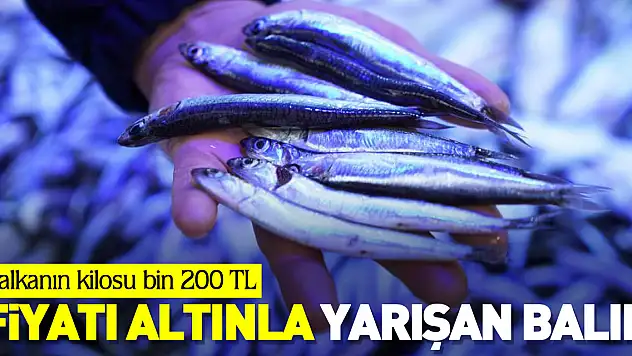 Fiyatı altınla yarışan balık