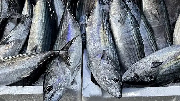 Tanesi 200 lira oldu