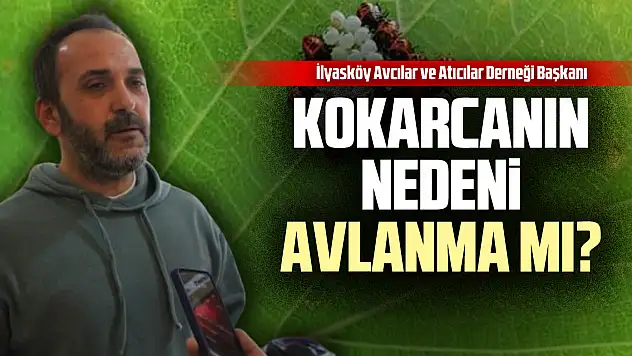 Kokarcanın nedeni avlanma mı?