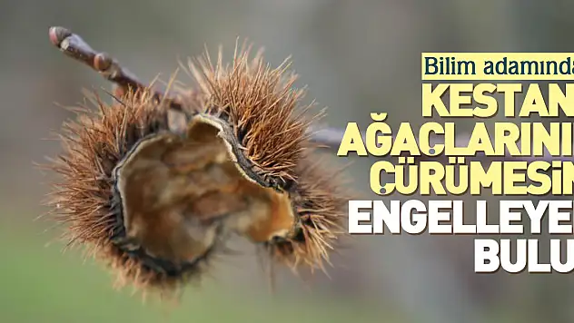 Kestane ağaçlarının çürümesini engelleyen buluş