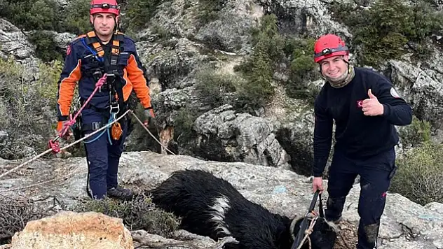 Mahsur kalan keçiyi itfaiye kurtardı