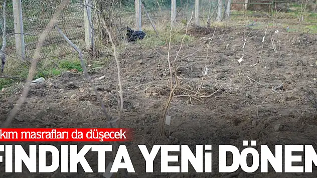 Fındıkta yeni dönem