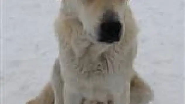 Akdağ Kayak Merkezi'nin maskotu 'KRAL'