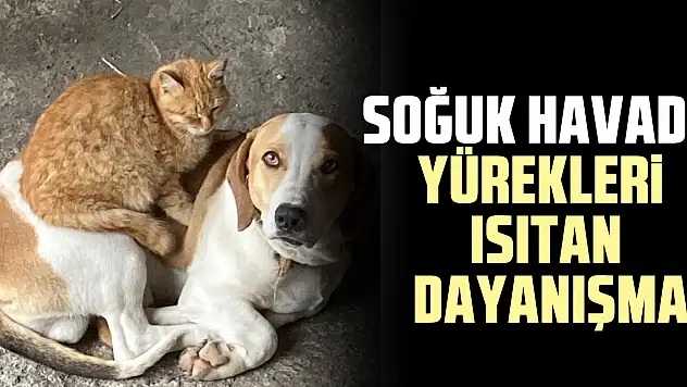 SOĞUK HAVADA YÜREKLERİ ISITAN DAYANIŞMA
