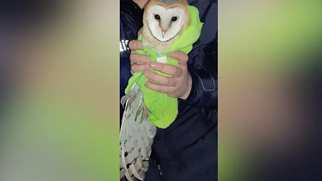 Yaralı baykuşu kurtardı