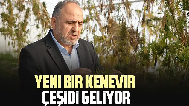 YENİ BİR KENEVİR ÇEŞİDİ GELİYOR