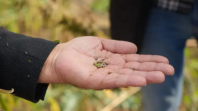 OMÜ başvuruya hazırlanıyor