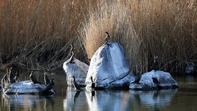 Ağrı Dağı kuşlara yuva oluyor