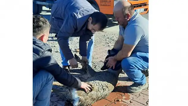 Denize düşen karaca kurtarılıp doğaya salındı