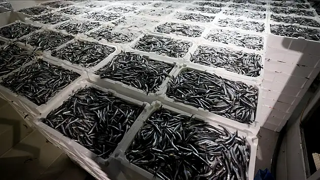 2024'te hamsi ihracatından elde edilen gelir yüzde 10 arttı