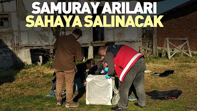 Samuray arıları sahaya salınacak
