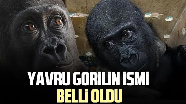 Yavru gorilin ismi belli oldu