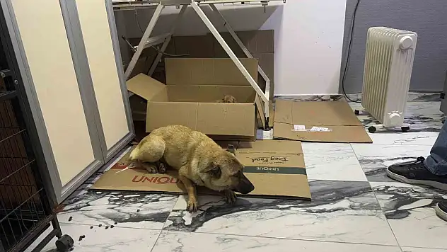 Beylikdüzü'nde yürek ısıtan görüntü