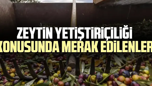 ZEYTiN YETiŞTiRiÇiLiĞi KONUSUNDA MERAK EDiLENLER