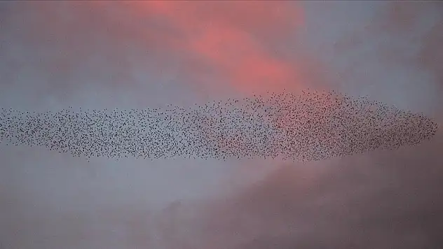 Sığırcıkların dansı ilgi çekti