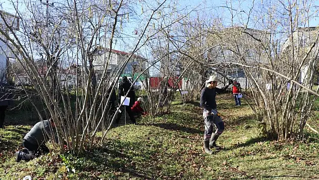 Samsun'da fındık budama yarışması