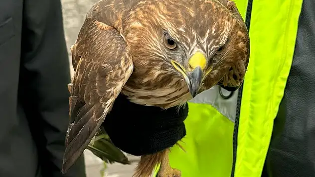 Batman'da yaralı halde bulunan kızıl şahin tedavi süreci