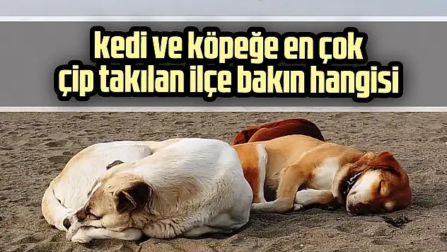 kedi ve köpeğe en çok çip takılan ilçe bakın hangisi