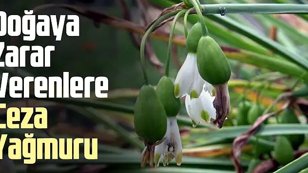 Doğaya Zarar Verenlere Ceza Yağmuru