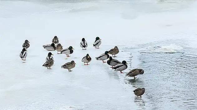 Kars Çayı'nda yeşilbaş ördekler görüntülendi