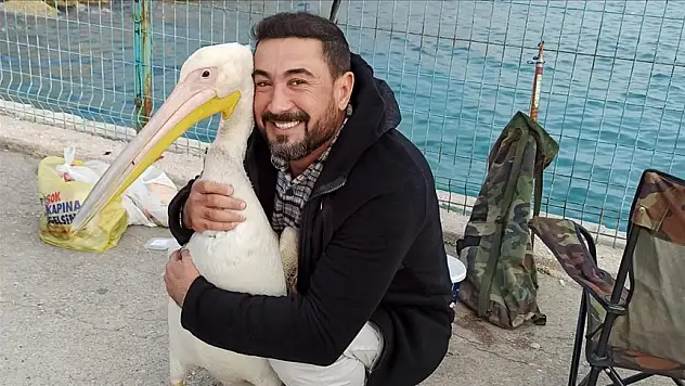 Balıkçılar yanlarına gelen pelikanı besledi