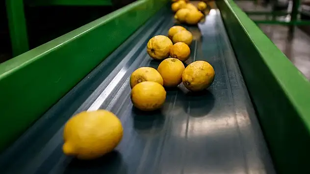 Narenciye ihracatı, Türkiye'ye 1 milyar 46 milyon 128 bin dolar getirdi