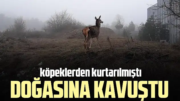 Doğasına kavuştu