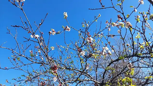 Manisa'da meyve ağaçları kış ortasında çiçek açtı