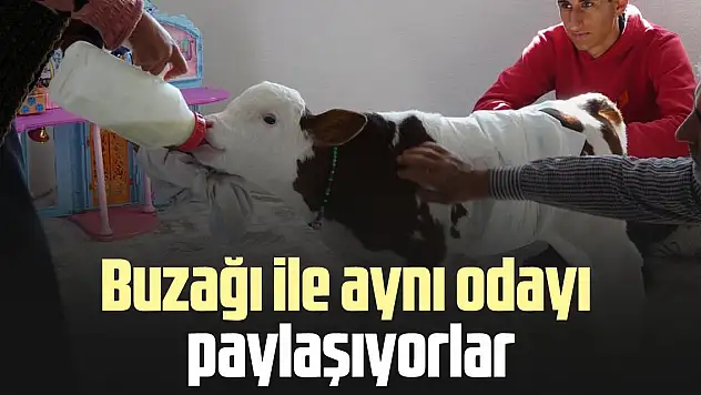 Buzağı ile aynı odayı paylaşıyorlar